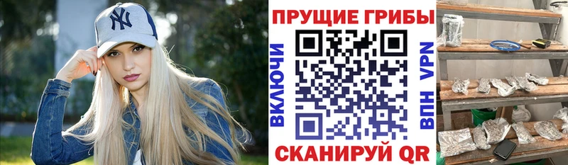 Галлюциногенные грибы Psilocybine cubensis  Бакал 